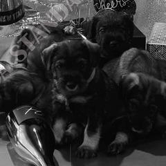 Standard Schnauzers from Monarca Standard Schnauzers