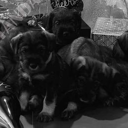 Standard Schnauzers from Monarca Standard Schnauzers