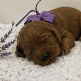 Girl 3 - female Goldendoodle puppy in Waskom, Texas from Pearls & Curls doodles & poodles