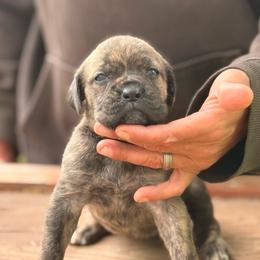Strawberry pie - Chestnut brindle female Cane Corso puppy in Ranger, Texas from Luna Rossa Cane Corso