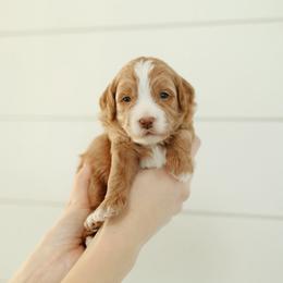 Yellow girl - Apricot female Goldendoodle puppy in Rio Linda, California from GoldendoodlePaw