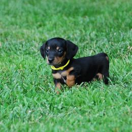 AKC Biscuit - Black and tan male Dachshund puppy in Billings, Missouri from Bundles of Joy