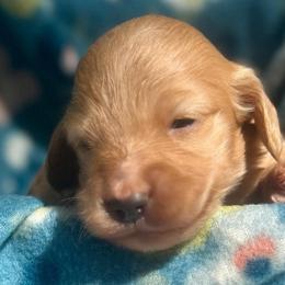 Hazel - Cream female Dachshund puppy in Tahlequah, Oklahoma from Love Some Dogs Dachshunds & Cavalier King Charles Spaniels,Cavapoos