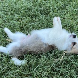 Companion Cross Puppies from Chilipoms