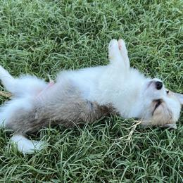 Companion Cross Puppies from Chilipoms