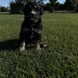 Bernedoodle Puppies from Burbank Bernedoodles