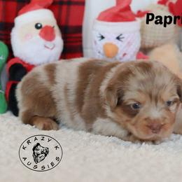 Papkrika - Red merle male Miniature Australian Shepherd puppy in Garden Plain, Kansas from Krazy K Aussies