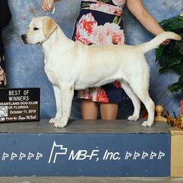 Labrador Retrievers from Kychel Labradors