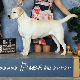 Labrador Retrievers from Kychel Labradors