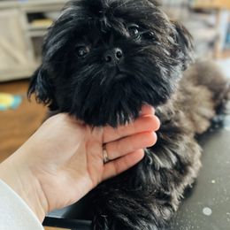 Shih Tzu Puppies from Tammy’s Shih-Tzu Love Jones