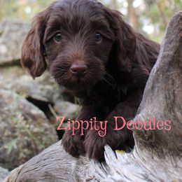 Vela - Chocolate female Goldendoodle puppy in Golden, Colorado from Zippity Doodles