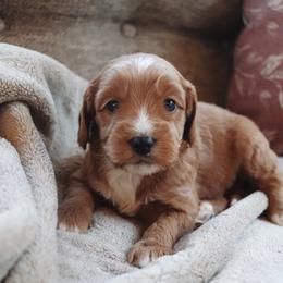 Biscotti - Apricot male Goldendoodle puppy in Atlanta, Georgia from Cedarcrest Goldendoodles