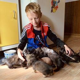 Dachshund Puppies from Hidden Haven Dachshunds