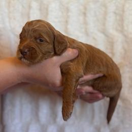 Biscoff - Apricot male Goldendoodle puppy in Caldwell, Idaho from Leila Pearson