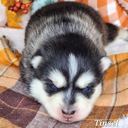 Tinsel - Wolf sable male Pomsky puppy in Princeton, Minnesota from Bluebird House of Pomsky