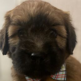 Boy 1 - Soft Coated Wheaten Terrier puppy in Phoenix, Arizona from Arizona Desert Gold Wheatens
