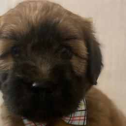 Boy 1 - Soft Coated Wheaten Terrier puppy in Phoenix, Arizona from Arizona Desert Gold Wheatens