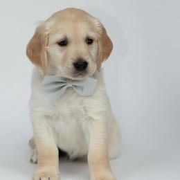 Golden Retriever Puppies from Valley County Goldens