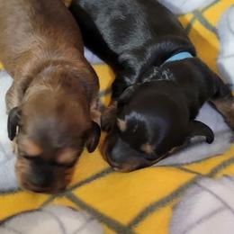Dachshund Puppies from CLARK'S BREEDING PROGRAM