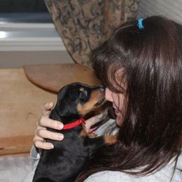 Doberman Pinscher Puppies from Desiree's Doberman Pinschers