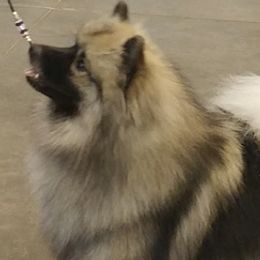 Keeshonden and Pomeranians from Vivid Keeshond and poms