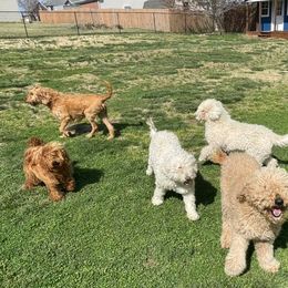 Goldendoodles and Labradoodles from Salem Doodles
