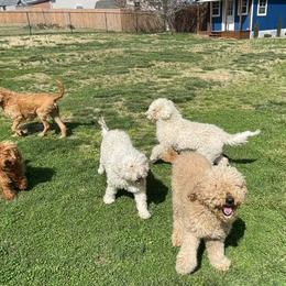 Goldendoodles and Labradoodles from Salem Doodles