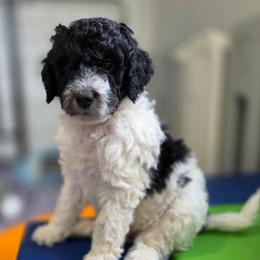 Oreo - Black and white male Bernedoodle puppy in Mc Gaheysville, Virginia from Doting Doodles