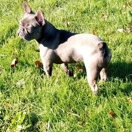 French Bulldogs from B's Bourbon Frenchies