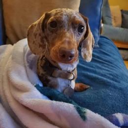 Dachshund All Grown Up from Ming's Mongols