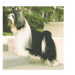 larry - Tibetan Terrier