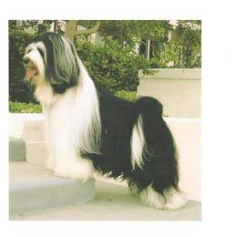 larry - Tibetan Terrier