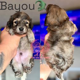 Bayou - Cream male Dachshund puppy in Hornbeck, Louisiana from A&Z Mini Dachshunds