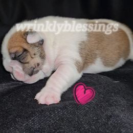 Lady - Red brindle and white female Bulldog puppy in Granville, Iowa from Wrinkly Blessings English Bulldogs