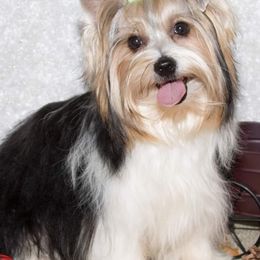 Yorkshire Terrier All Grown Up from Absolut' Parti Yorkies