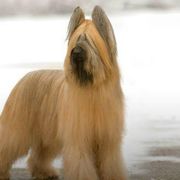 Briards and Chihuahuas from Hashtag Chihuahuas