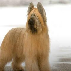Briards and Chihuahuas from Hashtag Chihuahuas
