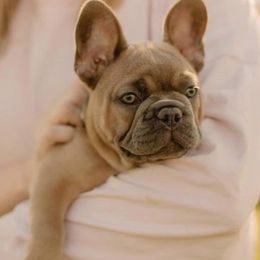 French Bulldogs from Frenchie Bulldog Kisses