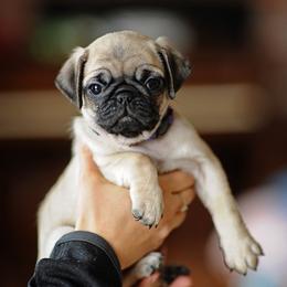 Girl - Purple - Fawn female Pug puppy in Spokane, Washington from Sweet Mercy Farm