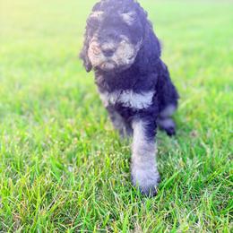 Black - Tri-color male Labradoodle puppy in Shingle Springs, California from California Double Doodles