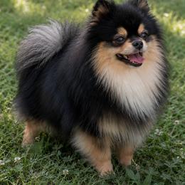 Captain - Pomeranian