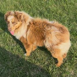 Willie - Australian Shepherd