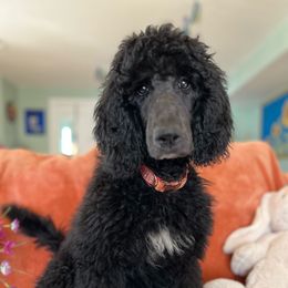 Girl 2- Kiki - Blue Poodle puppy in Troy, Virginia from Stewart’s Standards