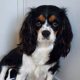 Feebee - Cavalier King Charles Spaniel