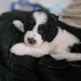Luna - Black and white female Bernedoodle puppy in Malden, Illinois from Doting Doodles