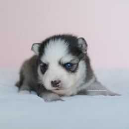 Bishop - Black and white male Pomsky puppy in Loxahatchee, Florida from Cardinal Point Pomskies