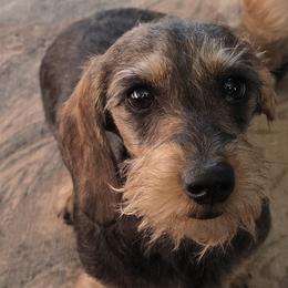 Dachshunds from Invading Weiners : AKC Miniature Wirehaired Dachshunds