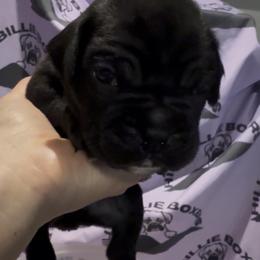 Lincoln - Brindle male Boxer puppy in Taft, Tennessee from Hillbillie Boxers