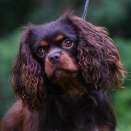 Brûlée - Cavalier King Charles Spaniel