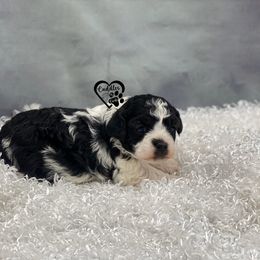 Poodle Puppies from Cuddles n Curls